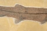 Fossil Fish (Notogoneus) From Wyoming - Huge For Species! #163449-5